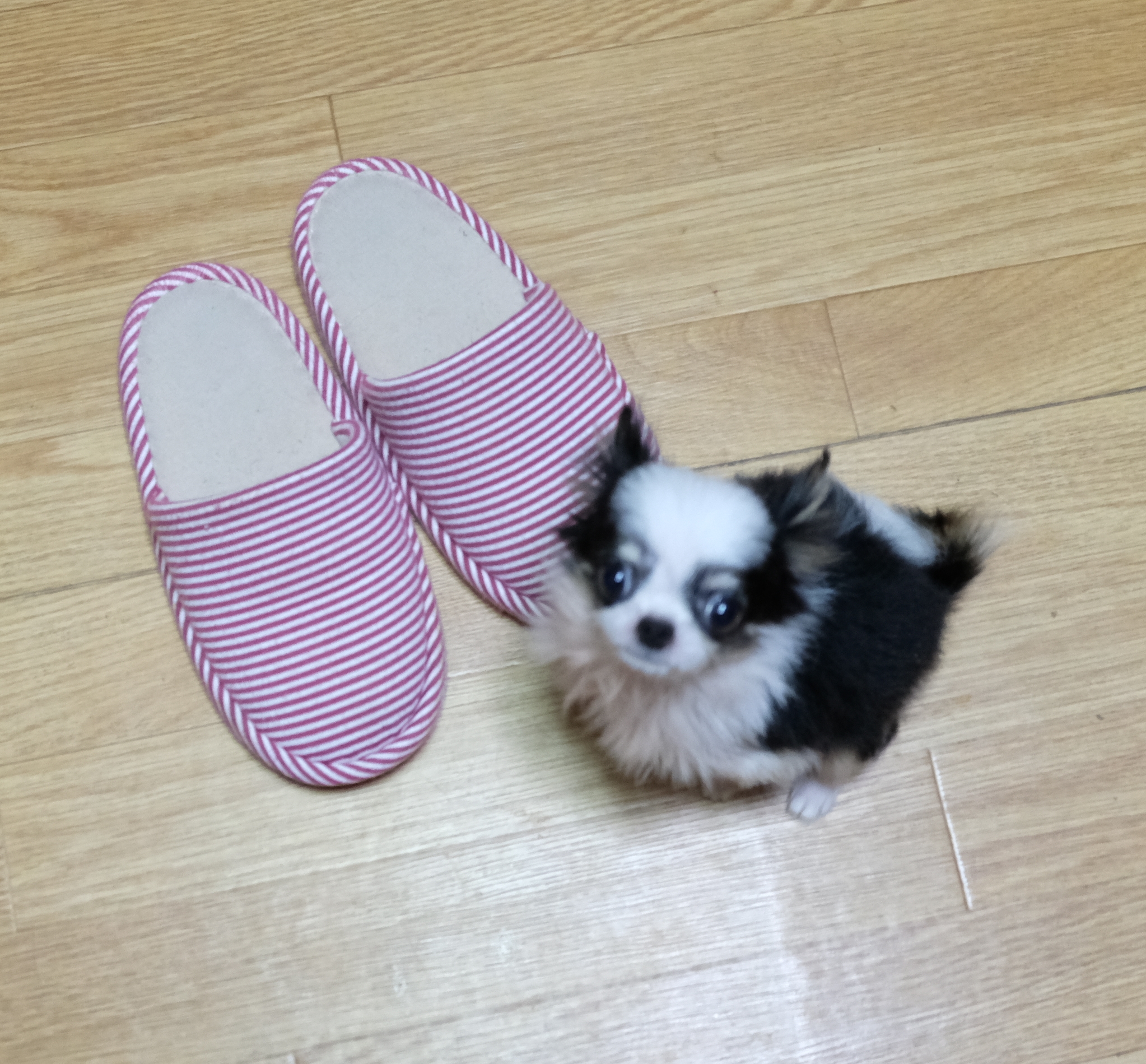 3. しつけの方法とポイント