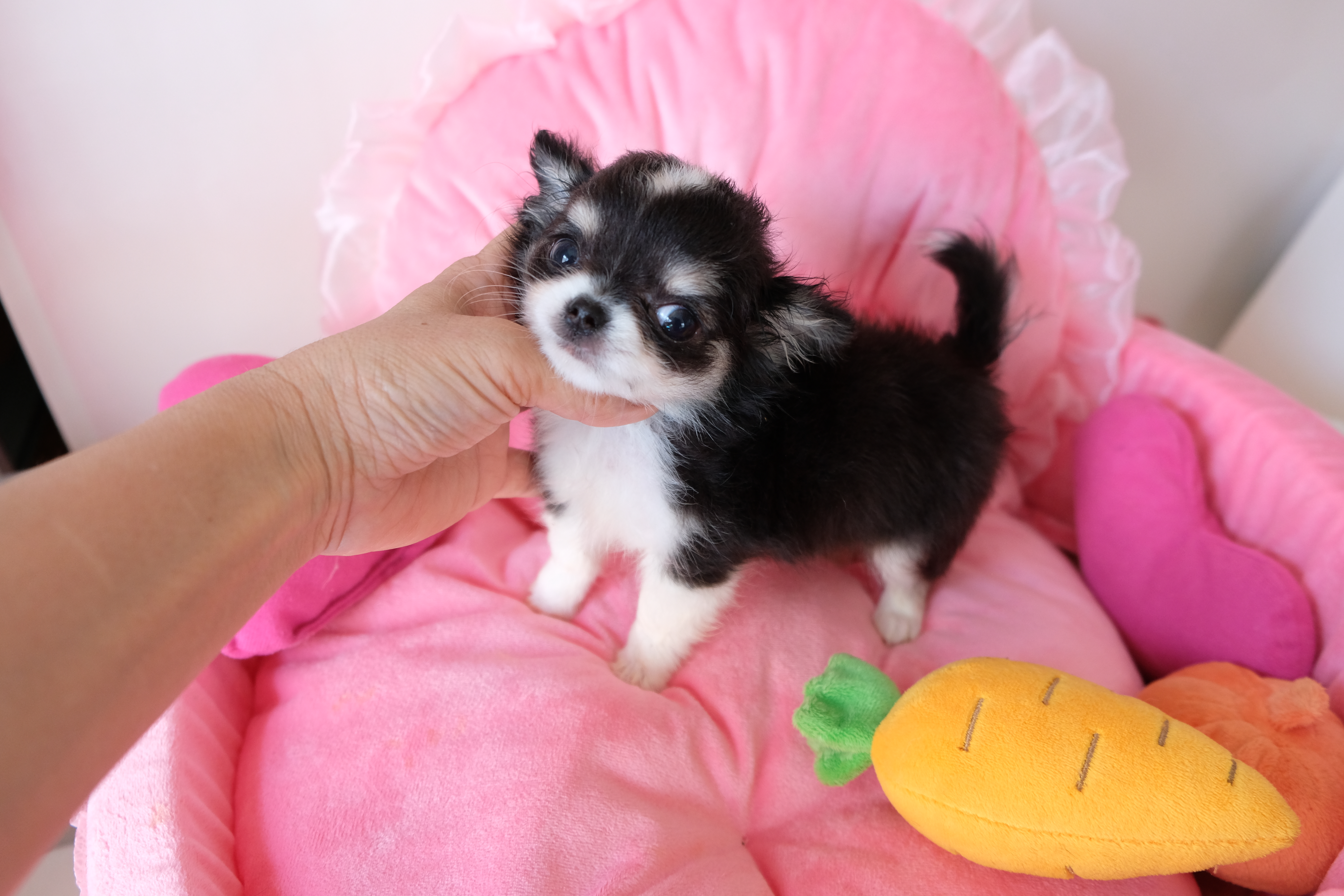 チワワのしつけ：良い家庭犬を育てる秘訣